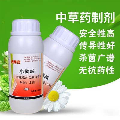 生物農藥潰腐靈 草莓枯黃萎病的綠色克星與技術研發(fā)前沿